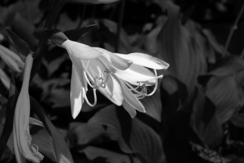 Flower, Black and White